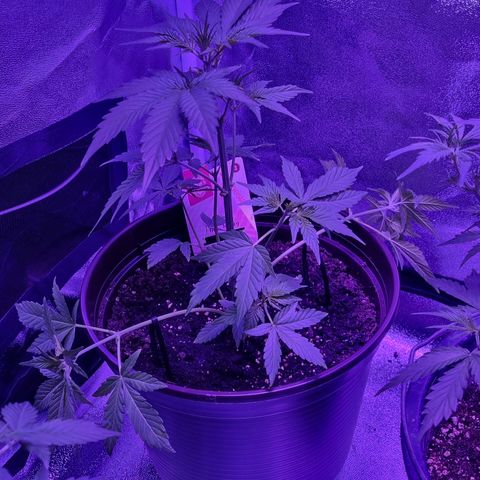 Pink Rozay Automatic growlog timeline photo