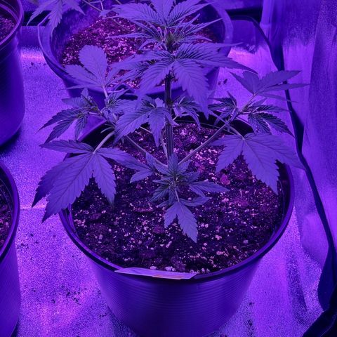 Wedding Cake  growlog timeline photo