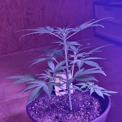 Wedding Cake  growlog timeline photo