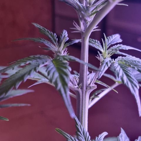 Wedding Cake  growlog timeline photo