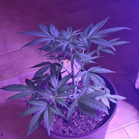 Wedding Cake  growlog timeline photo