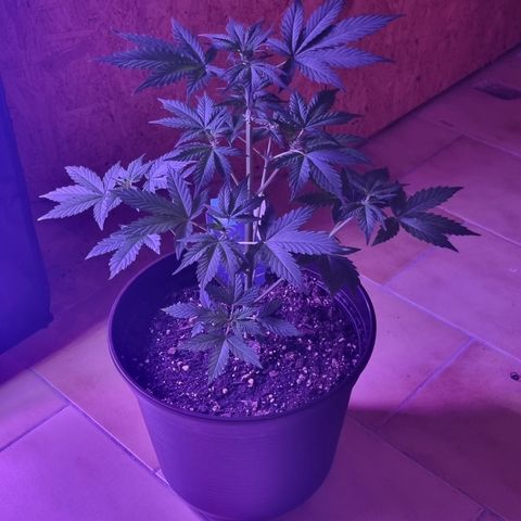 Lemon Wonder  growlog timeline photo