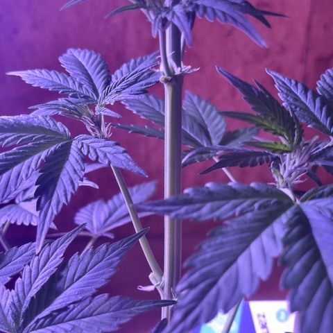 Lemon Wonder  growlog timeline photo