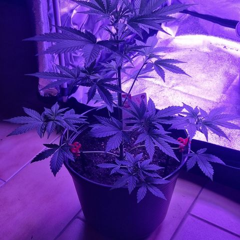 Pink Rozay Automatic growlog timeline photo