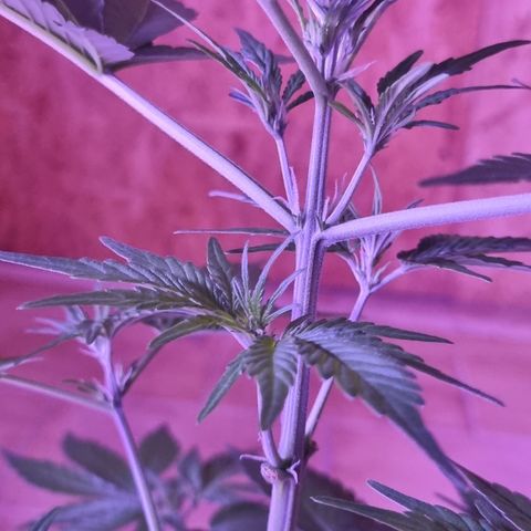 Pink Rozay Automatic growlog timeline photo