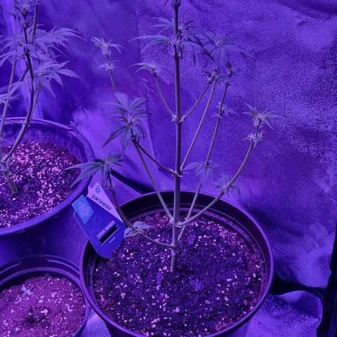 Lemon Wonder  growlog timeline photo