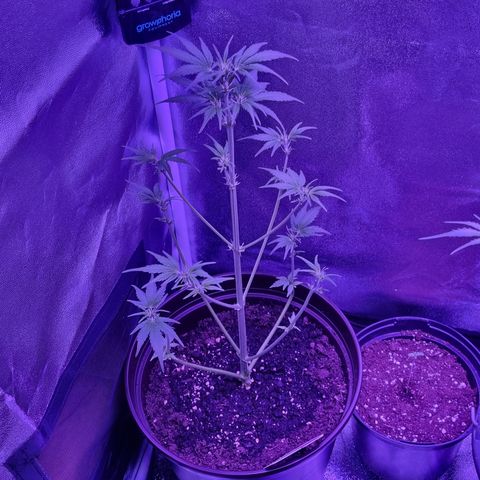 Pink Rozay Automatic growlog timeline photo