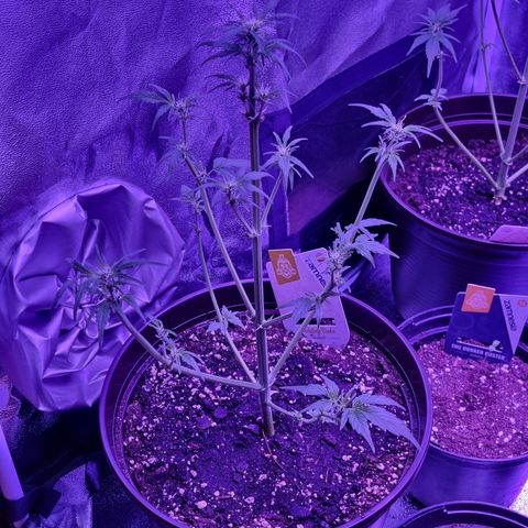 Wedding Cake  growlog timeline photo
