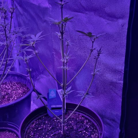 Lemon Wonder  growlog timeline photo