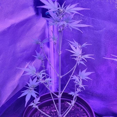 Pink Rozay Automatic growlog timeline photo