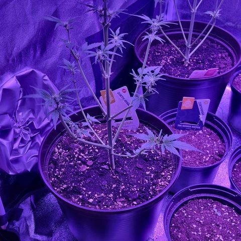 Wedding Cake  growlog timeline photo