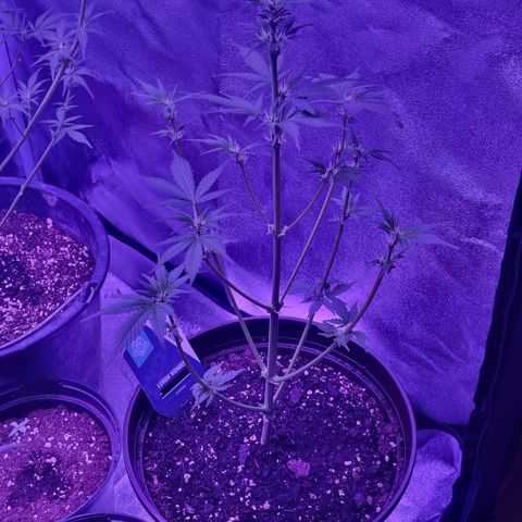 Lemon Wonder  growlog timeline photo