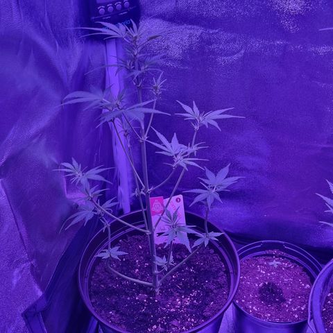 Pink Rozay Automatic growlog timeline photo