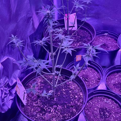 Wedding Cake  growlog timeline photo