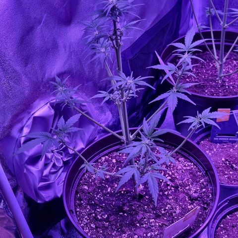 Wedding Cake  growlog timeline photo