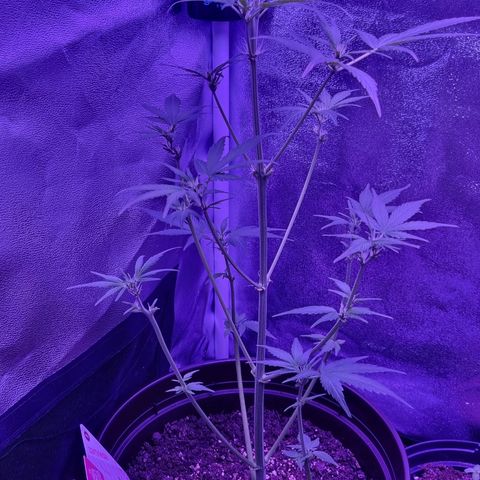 Pink Rozay Automatic growlog timeline photo
