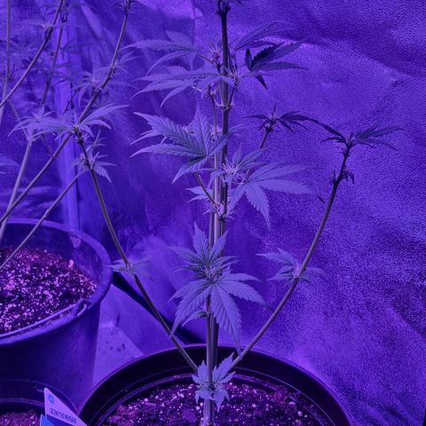 Lemon Wonder  growlog timeline photo