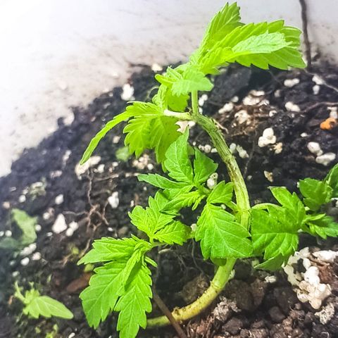 Prensado 1 growlog photo: amarras soltas / Rega