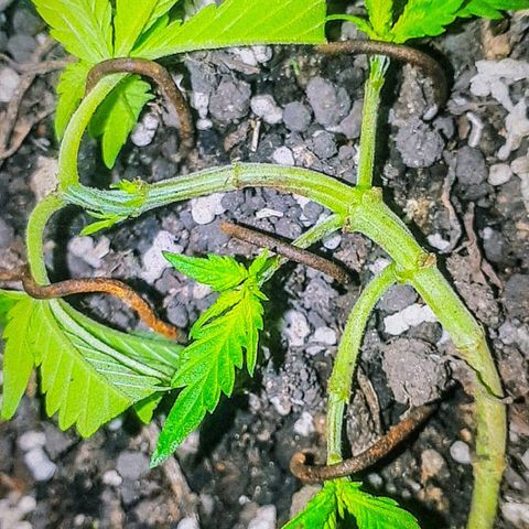 Prensado 1 growlog photo: poda top e manicure