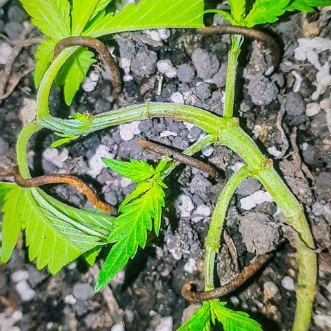 Prensado 1 growlog timeline photo