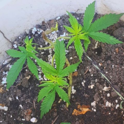 Prensado 1 growlog timeline photo