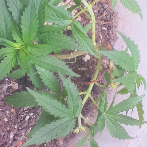 Prensado 1 growlog timeline photo