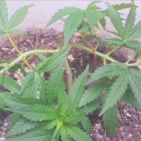 Prensado 1 growlog timeline photo