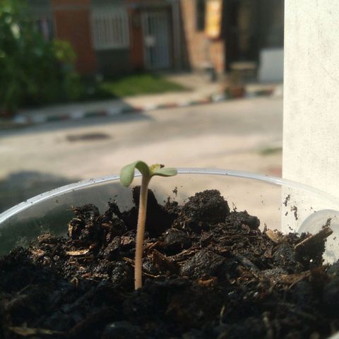 Weed yei growlog timeline photo