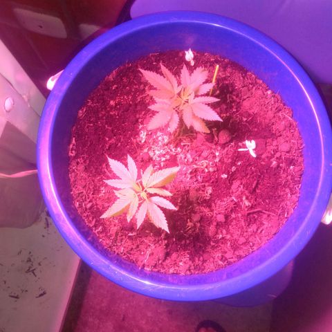 Weed yei growlog timeline photo