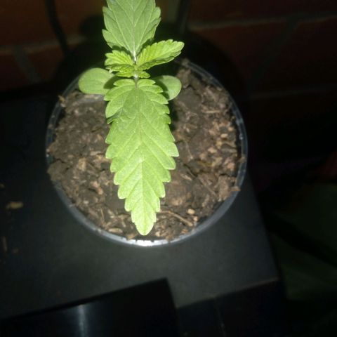 Weed yei growlog timeline photo