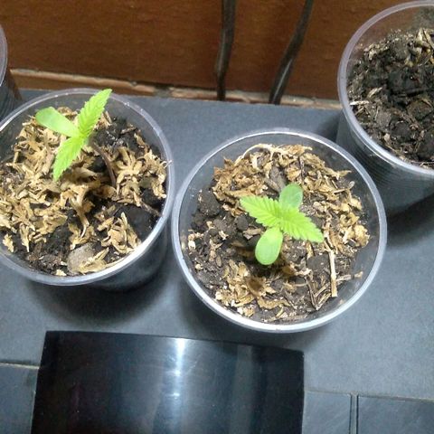 Weed yei growlog timeline photo