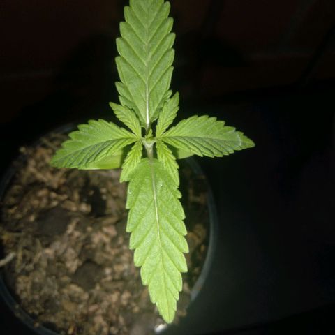 Weed yei growlog timeline photo