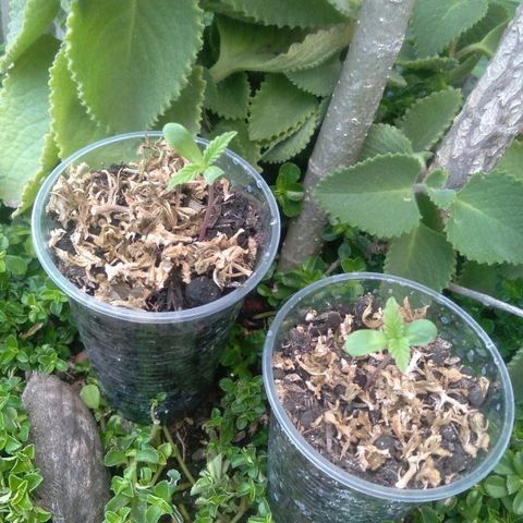 Weed yei growlog timeline photo