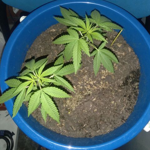Weed yei growlog timeline photo