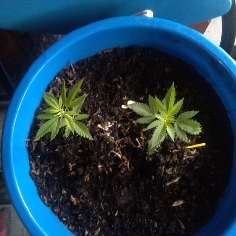 Weed yei growlog timeline photo