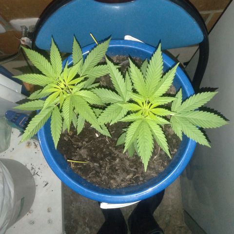 Weed yei growlog timeline photo