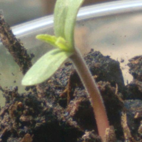 Weed yei growlog timeline photo