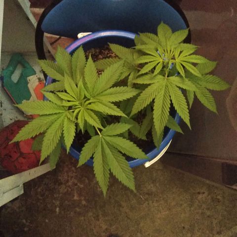 Weed yei growlog photo: Solo agua 💧 de lluvia 