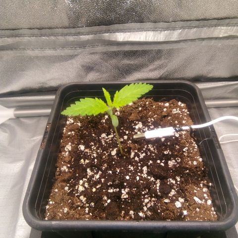 Katarina growlog timeline photo