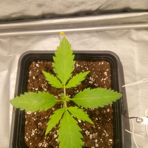 Katarina growlog timeline photo