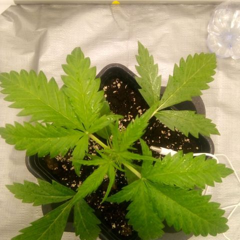 Katarina growlog timeline photo