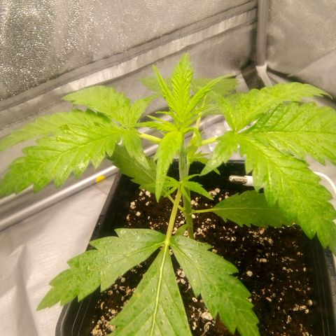 Katarina growlog timeline photo