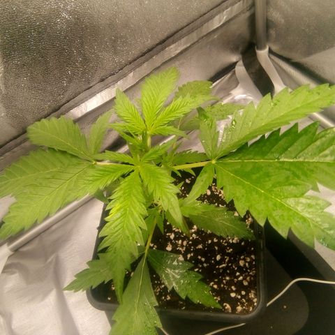 Katarina growlog timeline photo