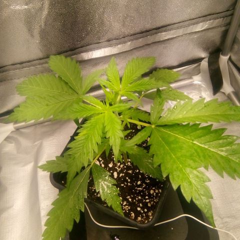 Katarina growlog timeline photo