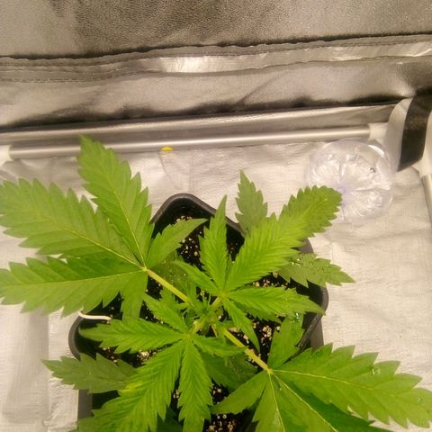 Katarina growlog timeline photo