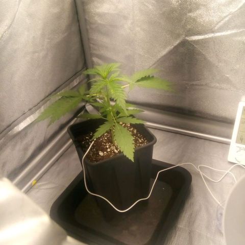 Katarina growlog timeline photo