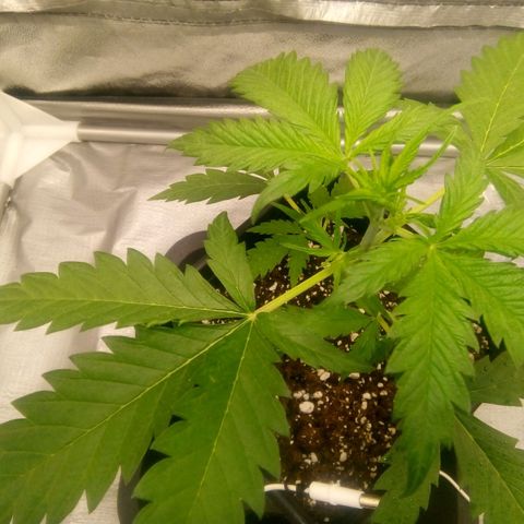 Katarina growlog timeline photo