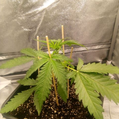 Katarina growlog timeline photo