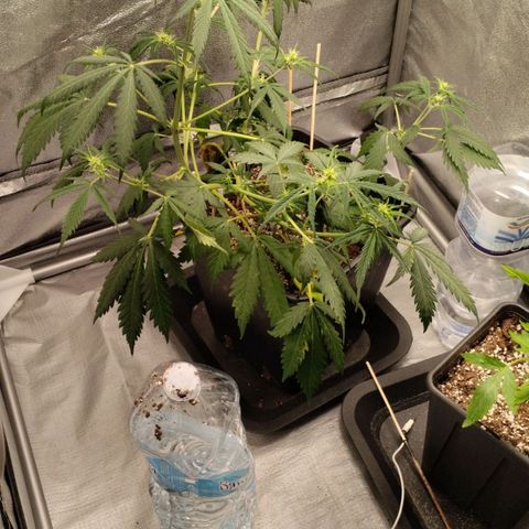Katarina growlog timeline photo