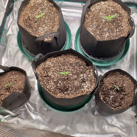 Unknown strain growlog timeline photo